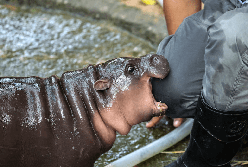 Cute Moo Deng the Pygmy Hippo playing in the water at Khao Kheow Zoo